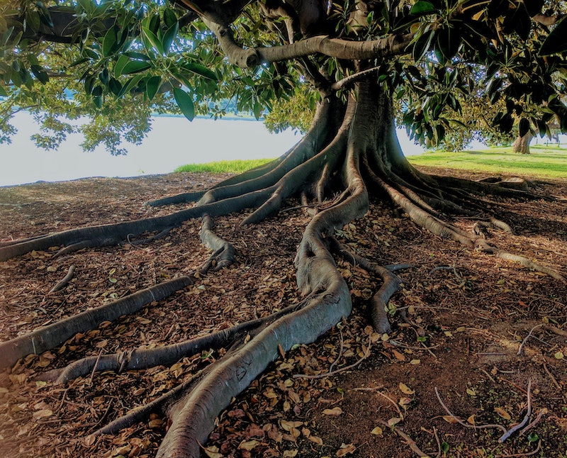 เป็นสัมพันธภาพที่เกื้อหนุนกัน (symbiotic relationship)